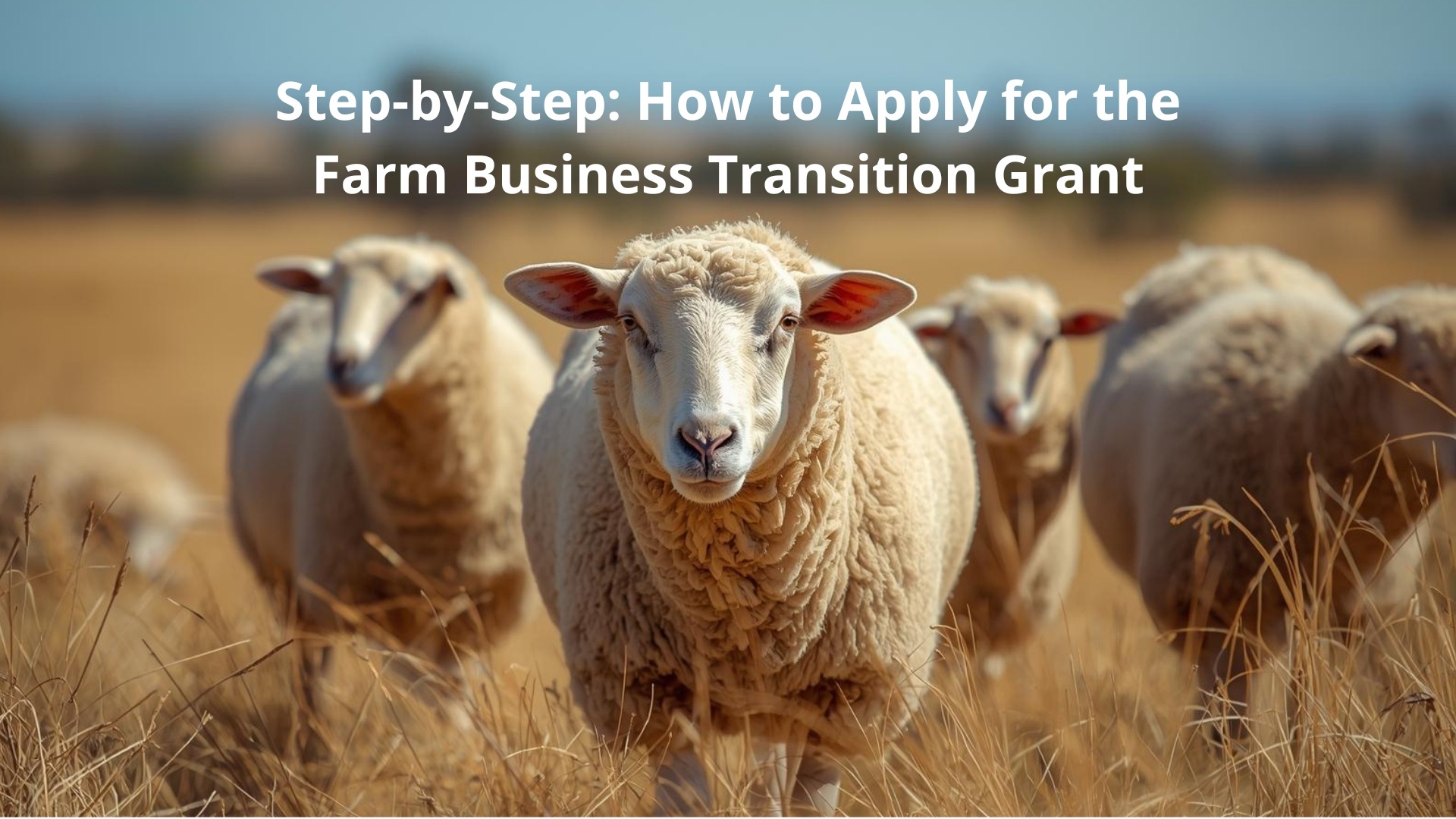 Western Australian sheep in a paddock, banner image for guide on how to apply for the Farm Business Transition Grant during the live export phase out.