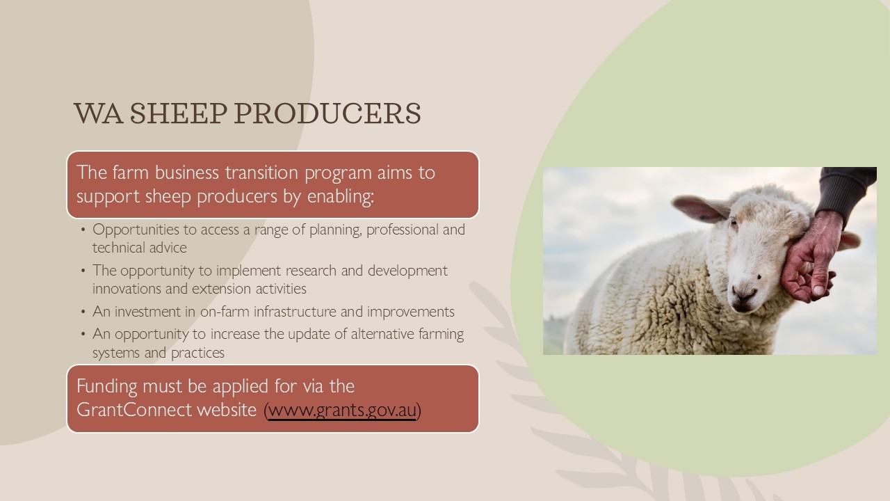 Farm Business Transition Program information slide for Western Australian sheep producers, listing funding opportunities and showing a sheep being patted by a farmer.